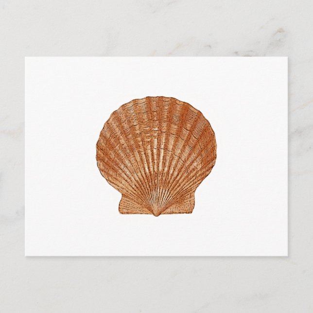 Cartão Postal Bay Scallop Shell (Frente)