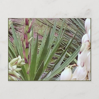 Cartão Postal Bayonet Yucca Blossoms Espanhol