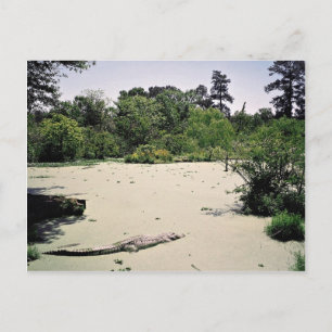 Cartão Postal Bayou (pântano), Louisiana, EUA