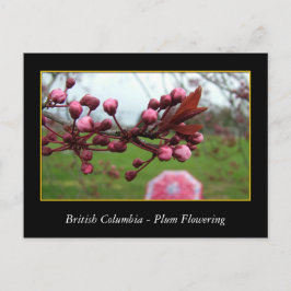 Cartão Postal BC, primavera com flor de ameixa