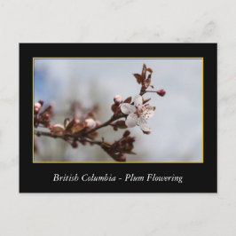 Cartão Postal BC, primavera com flor de ameixa