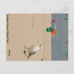 Cartão Postal Beach Birdie