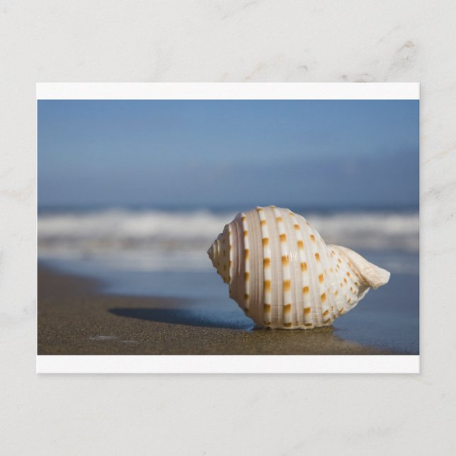 Cartão Postal Beach Seashell (Frente)