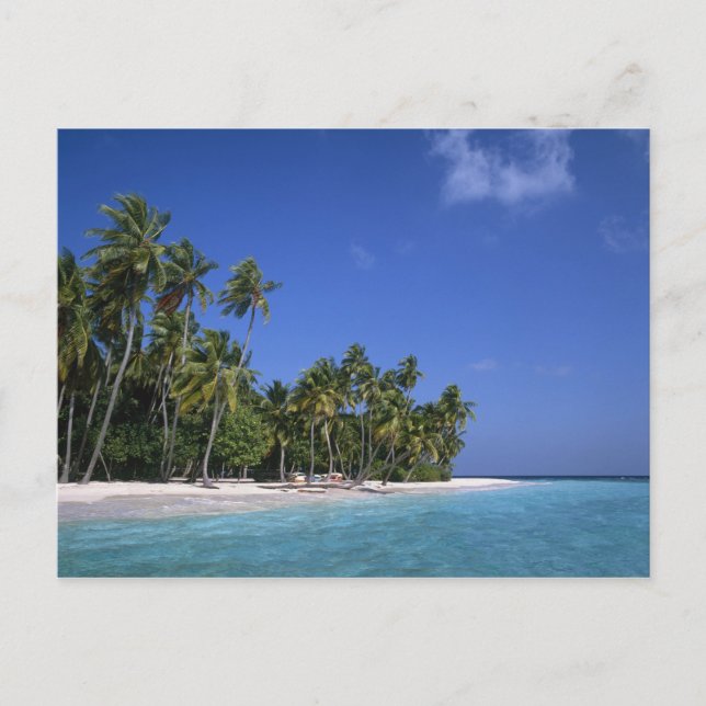 Cartão Postal Beach with palm trees, Maldives (Frente)