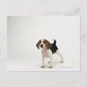 Cartão Postal Beagle