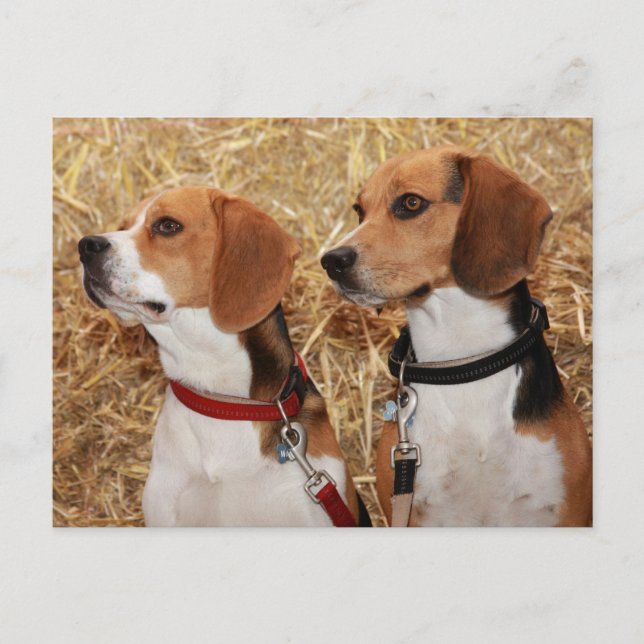 Cartão Postal beagle (Frente)