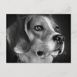 Cartão Postal Beagle