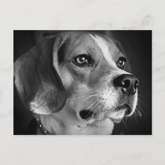 Cartão Postal Beagle (Frente)