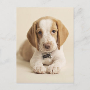 Cartão Postal Beagle Puppy