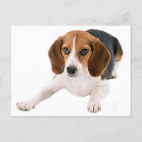 Beagle Puppy Dog Vazio Olá, Obrigado, Srta.