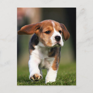 Cartão Postal Beagle Puppy Love