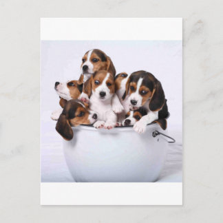 Cartão Postal Beagles in Bucket