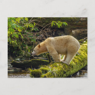 Cartão Postal Bear Espírito Branco