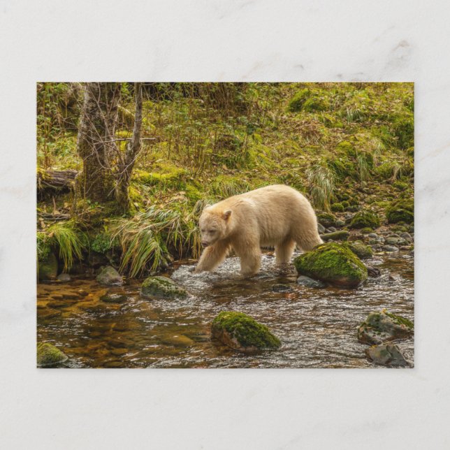 Cartão Postal Bear Espírito Branco Caça peixes em Riordan Creek (Frente)