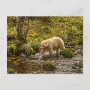 Cartão Postal Bear Espírito Branco Caça peixes em Riordan Creek