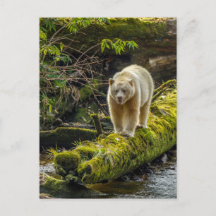 Cartão Postal Bear Espírito Branco Colúmbia Britânica, Canadá