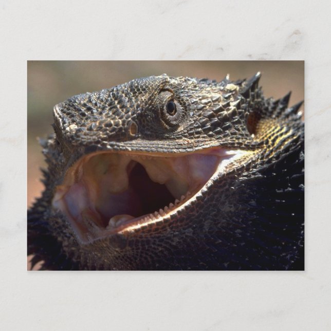 Cartão Postal Bearded Dragon, Austrália (Frente)