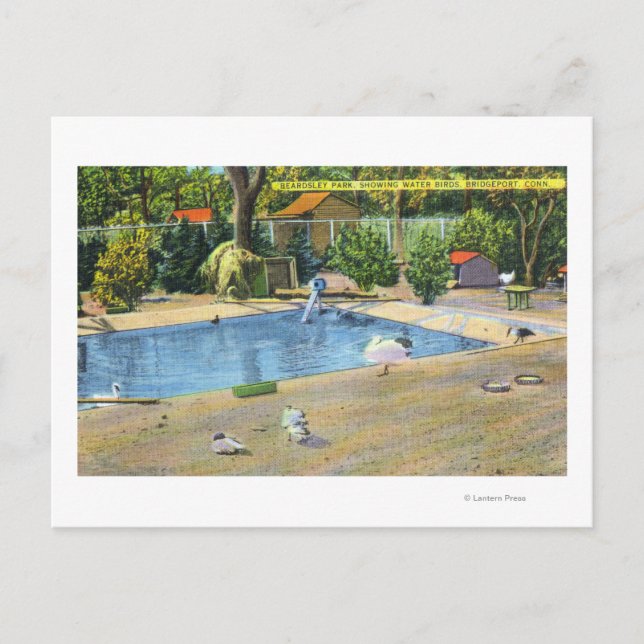 Cartão Postal Beardsley Park View of Waterbird (Frente)