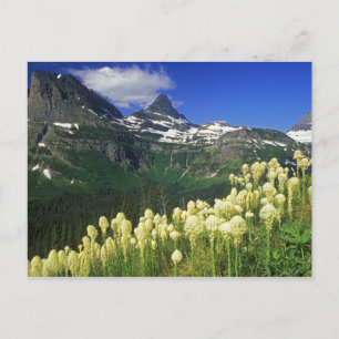 Cartão Postal Beargrass at Logan Pass in Glacier National Park