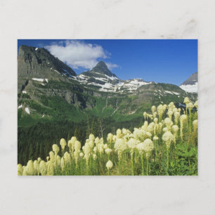 Cartão Postal Beargrass perto de Logan Pass no Parque Nacional G