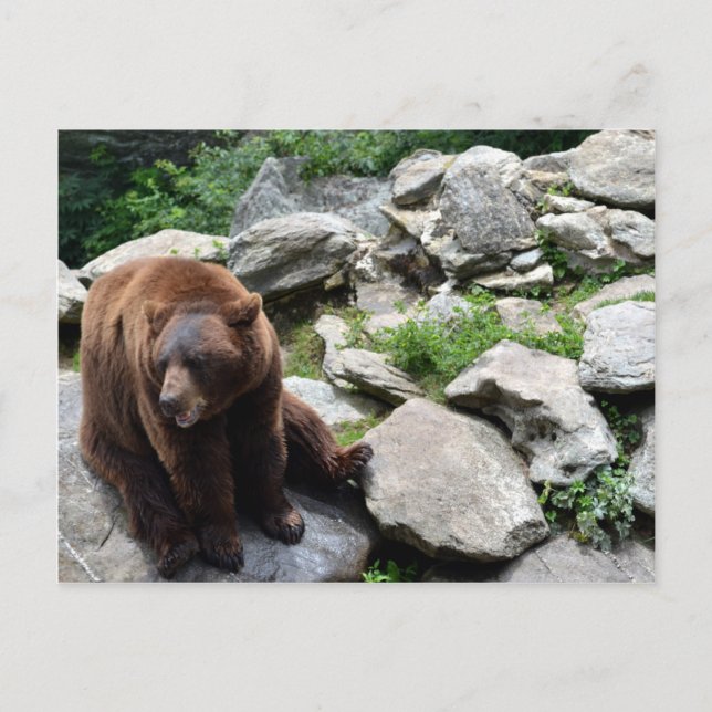 Cartão Postal Bears da Carolina do Norte (Frente)
