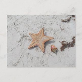Cartão postal Beau Bahamas Starfish