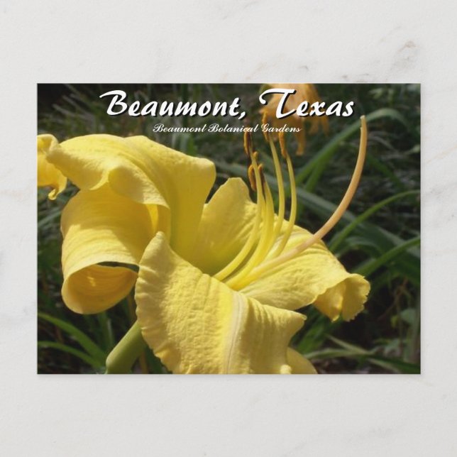 Cartão Postal Beaumont, Texas Botanic Garden Day Lily Viagem (Frente)
