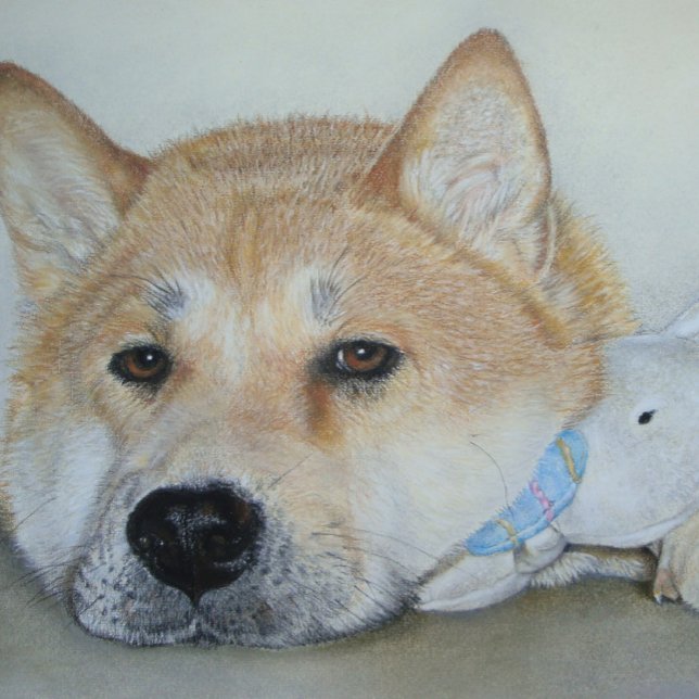 Cartão Postal beautiful akita dog with thoughtful expression (Criador carregado)