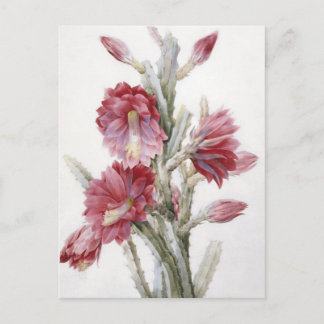 Cartão Postal Beautiful Cactus Bloom Watercolor Art