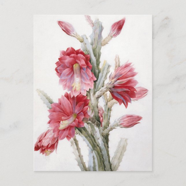 Cartão Postal Beautiful Cactus Bloom Watercolor Art (Frente)