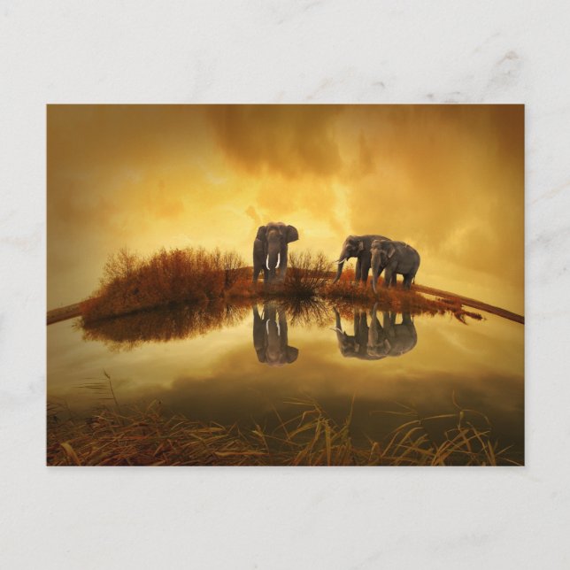 Cartão Postal beautiful elephant Thailand sunset (Frente)