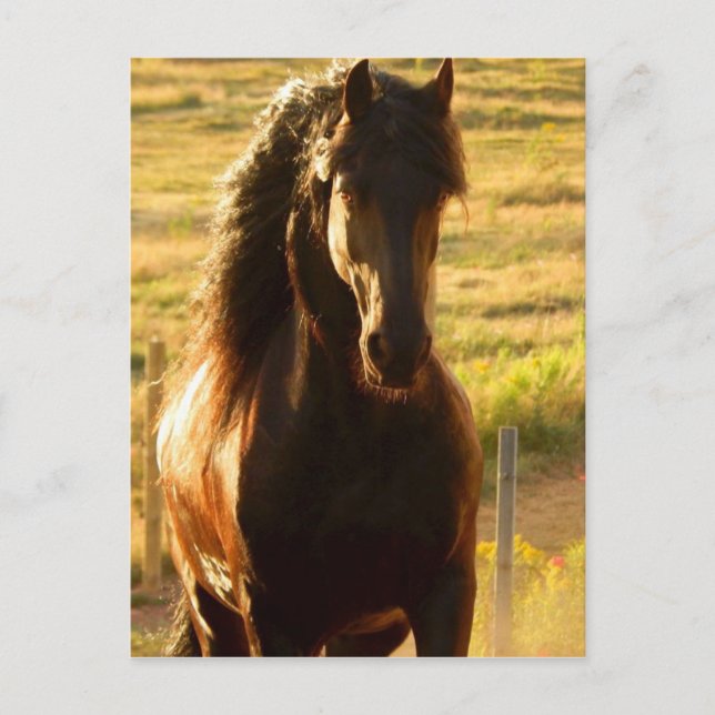 CARTÃO POSTAL BEAUTIFUL FRIESIAN HORSE STALLION POSTCARD (Frente)