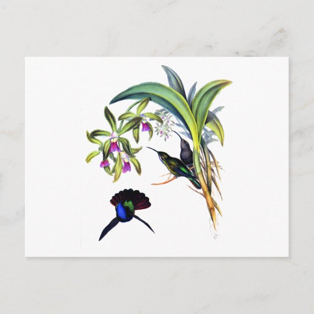 Cartão Postal Beautiful Hummingbirds and Purple Orchids (Frente)