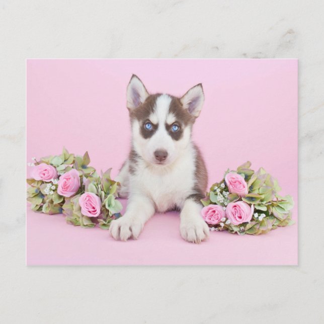 Cartão Postal Beautiful Husky Puppy with Pink Roses (Frente)