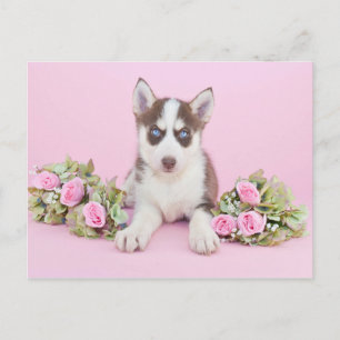 Cartão Postal Beautiful Husky Puppy with Pink Roses