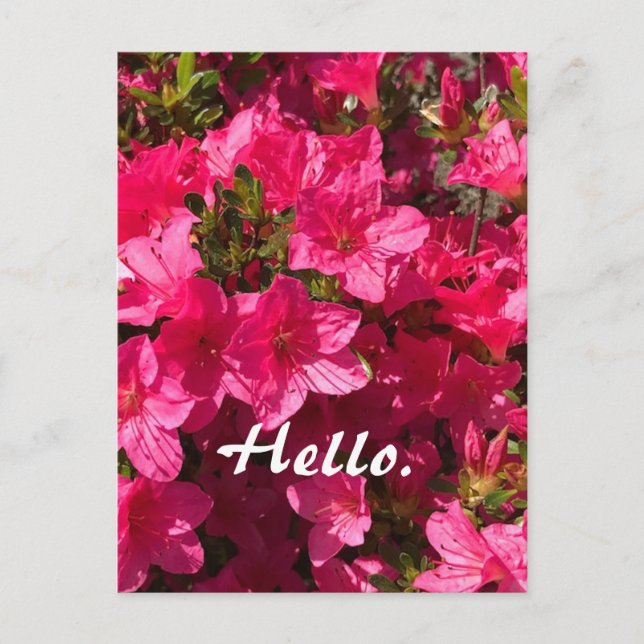 Cartão Postal Beautiful Pink Azaleas Flowers Hello Postcards 2 (Frente)