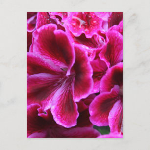 Cartão Postal Beautiful Red and Pink Geranium Photo  