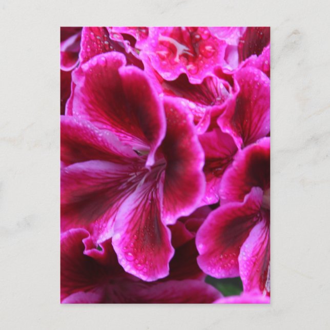 Cartão Postal Beautiful Red and Pink Geranium Photo | (Frente)