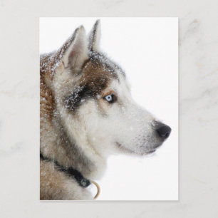 Cartão Postal Beautiful Siberian Husky in the Snow