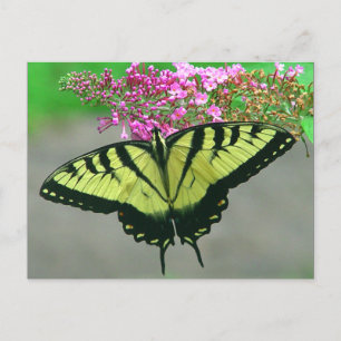 Cartão Postal Beautiful Tiger Swallowtail Butterfly Postcard 6
