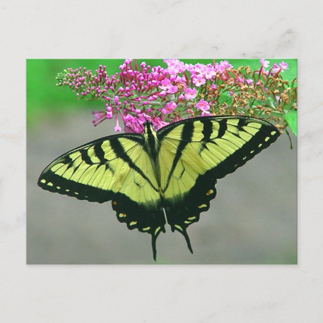 Cartão Postal Beautiful Tiger Swallowtail Butterfly Postcard 6 (Frente)