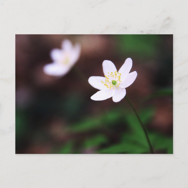 Cartão Postal Beautiful Wood Anemone Flower Postcard (Frente)