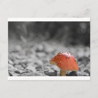 Cartão Postal Beauty Shroom