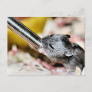 Cartão Postal Bebê