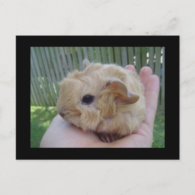 Cartão Postal bebê (Frente)