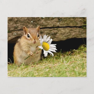 Cartão Postal Bebê Adorável Chipmunk com Daisy