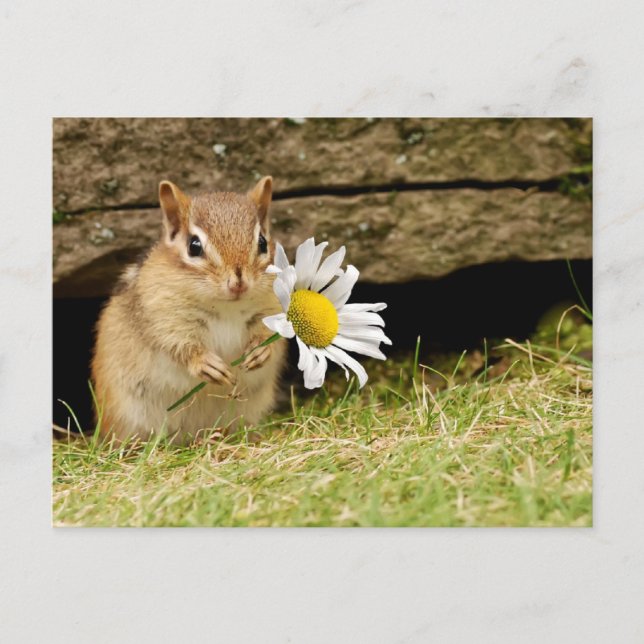 Cartão Postal Bebê Adorável Chipmunk com Daisy (Frente)