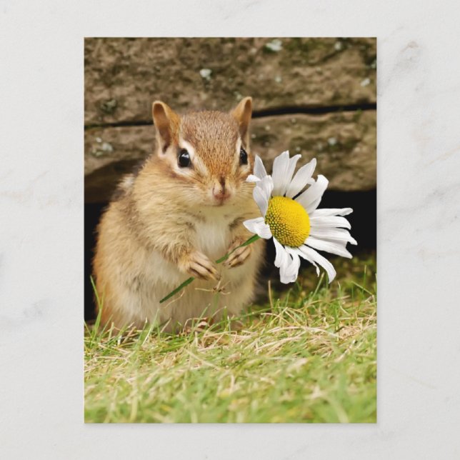 Cartão Postal Bebê Adorável Chipmunk com Daisy (Frente)