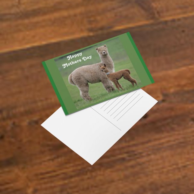 Cartão Postal Bebê Alpaca e mãe no campo (Criador carregado)