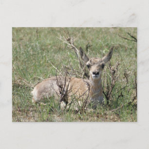 Cartão Postal Bebê Antilope A7 Cabeça Levantada
